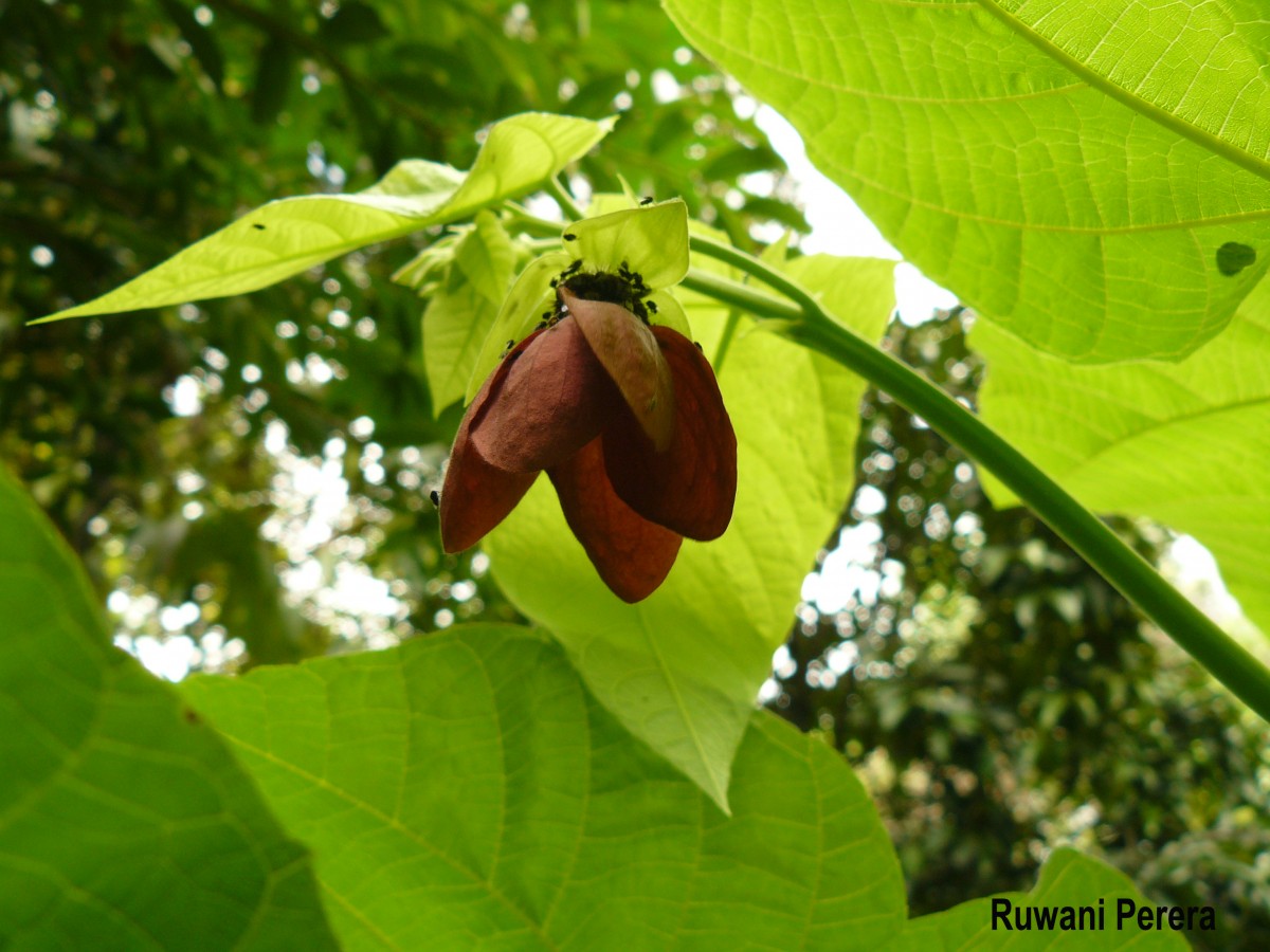 Abroma augustum (L.) L.f.